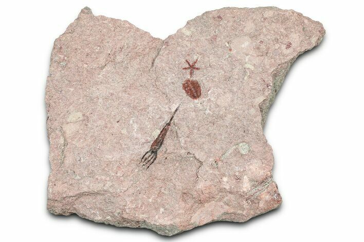 Ordovician Echinoderm Plate (Eocrinoids & Brittle Star) #376510